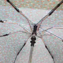 Armação Guarda-chuva